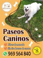 paseo para perros 969564840 miraflores - surquillo